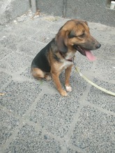 SARI, Hund, Mischlingshund in Bulgarien - Bild 11