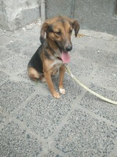 SARI, Hund, Mischlingshund in Bulgarien - Bild 12