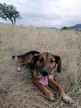 SARI, Hund, Mischlingshund in Bulgarien - Bild 13