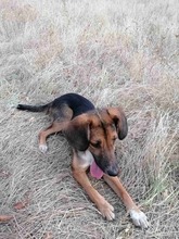 SARI, Hund, Mischlingshund in Bulgarien - Bild 15