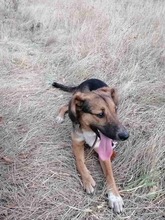 SARI, Hund, Mischlingshund in Bulgarien - Bild 16