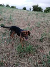 SARI, Hund, Mischlingshund in Bulgarien - Bild 17
