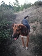 SARI, Hund, Mischlingshund in Bulgarien - Bild 21