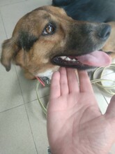 SARI, Hund, Mischlingshund in Bulgarien - Bild 22