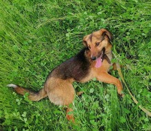 SARI, Hund, Mischlingshund in Bulgarien - Bild 3