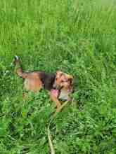 SARI, Hund, Mischlingshund in Bulgarien - Bild 4