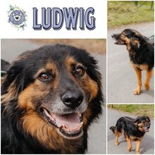 LUDWIG, Hund, Mischlingshund in Ostramondra - Bild 1