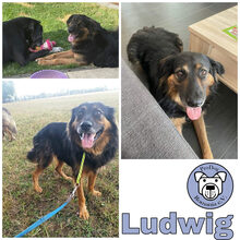 LUDWIG, Hund, Mischlingshund in Ostramondra - Bild 3
