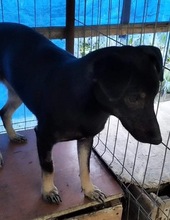 ZORA, Hund, Mischlingshund in Rumänien - Bild 14