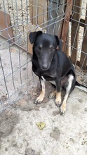 ZORA, Hund, Mischlingshund in Rumänien - Bild 16