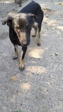 ZORA, Hund, Mischlingshund in Rumänien - Bild 2
