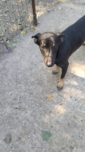 ZORA, Hund, Mischlingshund in Rumänien - Bild 6