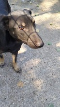 ZORA, Hund, Mischlingshund in Rumänien - Bild 7