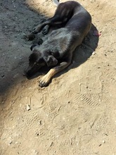 ZORA, Hund, Mischlingshund in Rumänien - Bild 9