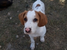NESQUIK, Hund, Epagneul Breton-Pointer-Mix in Meerbusch - Bild 10