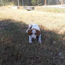 NESQUIK, Hund, Epagneul Breton-Pointer-Mix in Meerbusch - Bild 11