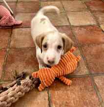 NESQUIK, Hund, Epagneul Breton-Pointer-Mix in Meerbusch - Bild 12