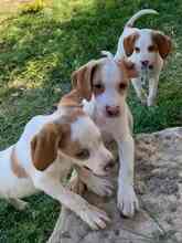 NESQUIK, Hund, Epagneul Breton-Pointer-Mix in Meerbusch - Bild 13