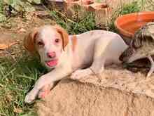 NESQUIK, Hund, Epagneul Breton-Pointer-Mix in Meerbusch - Bild 14