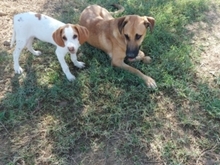NESQUIK, Hund, Epagneul Breton-Pointer-Mix in Meerbusch - Bild 15