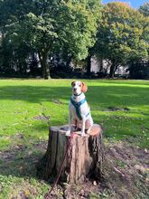 NESQUIK, Hund, Epagneul Breton-Pointer-Mix in Meerbusch - Bild 2
