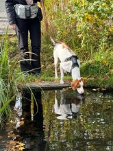NESQUIK, Hund, Epagneul Breton-Pointer-Mix in Meerbusch - Bild 3