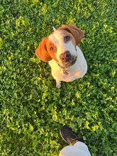 NESQUIK, Hund, Epagneul Breton-Pointer-Mix in Meerbusch - Bild 4