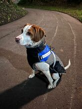 NESQUIK, Hund, Epagneul Breton-Pointer-Mix in Meerbusch - Bild 5