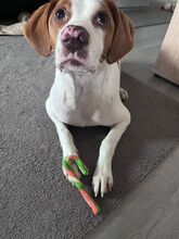 NESQUIK, Hund, Epagneul Breton-Pointer-Mix in Meerbusch - Bild 6