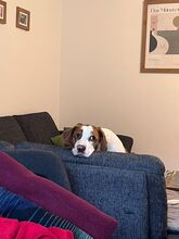 NESQUIK, Hund, Epagneul Breton-Pointer-Mix in Meerbusch - Bild 7