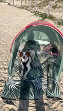 NESQUIK, Hund, Epagneul Breton-Pointer-Mix in Meerbusch - Bild 8