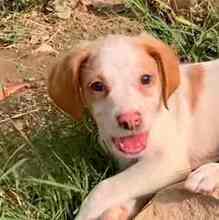 NESQUIK, Hund, Epagneul Breton-Pointer-Mix in Meerbusch - Bild 9