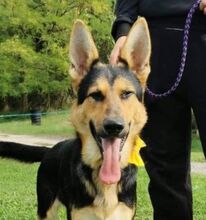 BAK, Hund, Deutscher Schäferhund-Mix in Slowakische Republik - Bild 1
