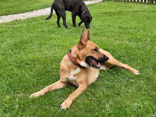 CAMILLA2, Hund, Mischlingshund in Hamburg - Bild 10