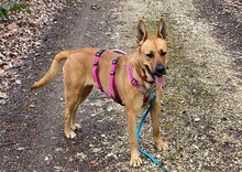 CAMILLA2, Hund, Mischlingshund in Hamburg - Bild 19