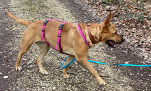 CAMILLA2, Hund, Mischlingshund in Hamburg - Bild 20