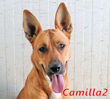 CAMILLA2, Hund, Mischlingshund in Hamburg - Bild 24