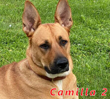 CAMILLA2, Hund, Mischlingshund in Hamburg - Bild 7