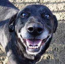 KOLA, Hund, Labrador-Mix in Ungarn - Bild 1