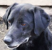 KOLA, Hund, Labrador-Mix in Ungarn - Bild 2