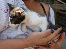 BUFFY, Katze, Europäisch Kurzhaar in Rumänien - Bild 3