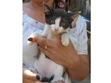 BUFFY, Katze, Europäisch Kurzhaar in Rumänien - Bild 5