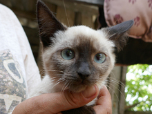 BEVERLY, Katze, Siam-Mix in Rumänien - Bild 2