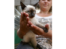 BEVERLY, Katze, Siam-Mix in Rumänien - Bild 4
