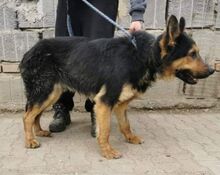 BUBU, Hund, Deutscher Schäferhund-Mix in Slowakische Republik - Bild 4