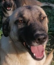 CAIROS, Hund, Deutscher Schäferhund-Mix in Italien - Bild 1