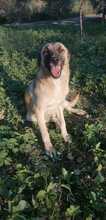 CAIROS, Hund, Deutscher Schäferhund-Mix in Italien - Bild 2