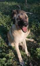 CAIROS, Hund, Deutscher Schäferhund-Mix in Italien - Bild 3