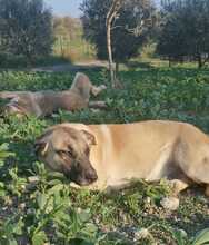 CAIROS, Hund, Deutscher Schäferhund-Mix in Italien - Bild 6