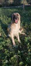 CAIROS, Hund, Mischlingshund in Italien - Bild 2